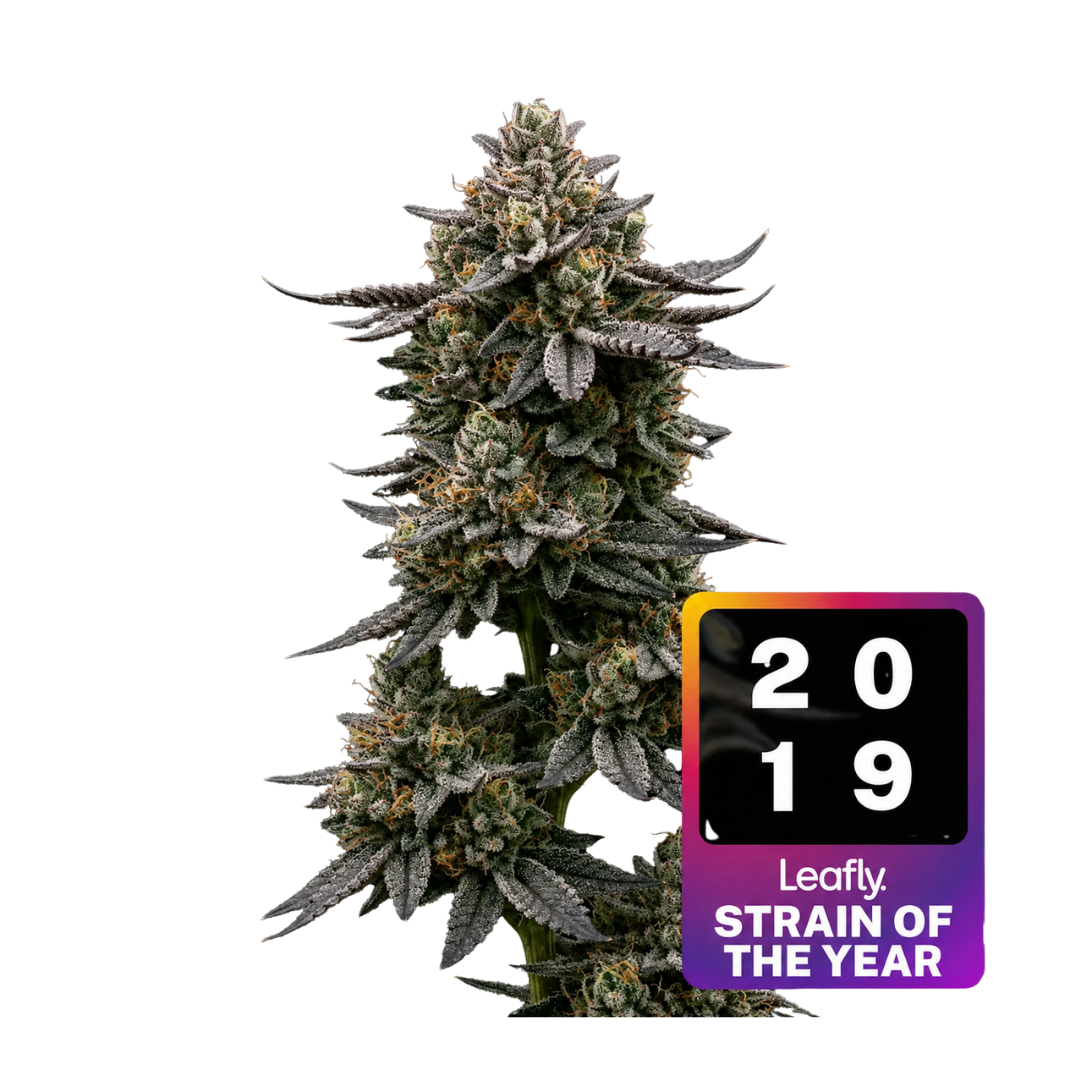 Leafly Strain of the Year · 2019